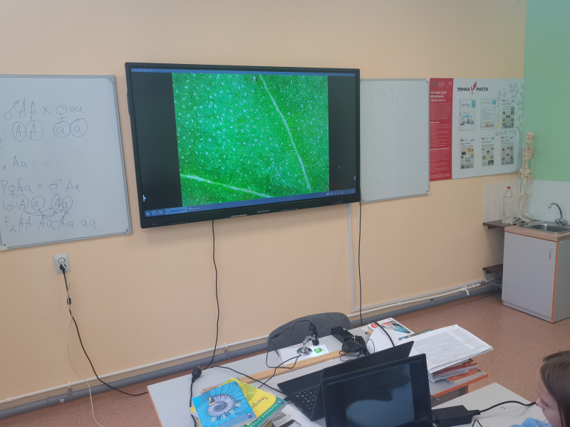 Лабораторная работа: «Строение клеток листа растений».